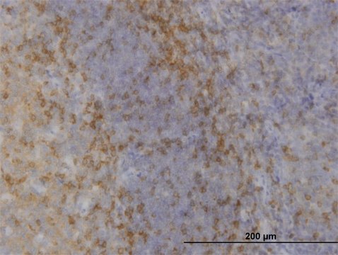 Monoclonal Anti-MAPK12, (C-terminal) antibody produced in mouse clone 1G4, purified immunoglobulin, buffered aqueous solution