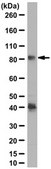 Anti-RINT-1 Antibody from rabbit, purified by affinity chromatography