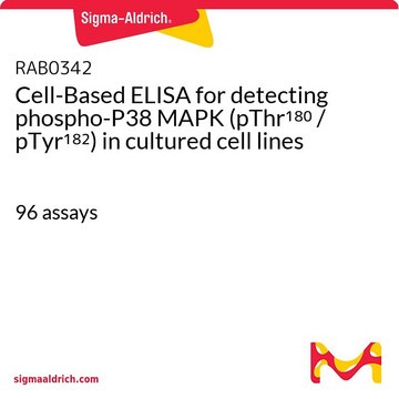 Cell-Based ELISA for detecting phospho-P38 MAPK (pThr180 / pTyr182) in cultured cell lines 96&#160;assays