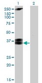 Monoclonal Anti-CACNG3 antibody produced in mouse clone 3E4, purified immunoglobulin, buffered aqueous solution