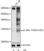 Anti-Phospho-Jak1-Y1022/1023 antibody produced in rabbit