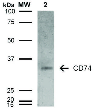 Monoclonal Anti-CD74-Atto 488 antibody produced in mouse clone 6D9