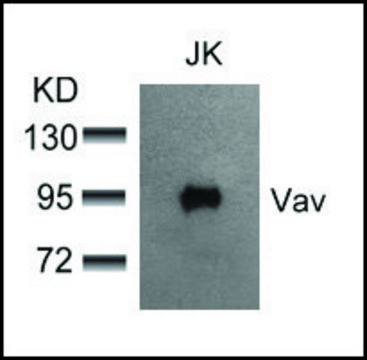 Anti-VAV1 (Ab-174) antibody produced in rabbit affinity isolated antibody