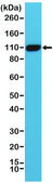 Anti-PSMA antibody, Rabbit monoclonal recombinant, expressed in HEK 293 cells, clone RM327, purified immunoglobulin