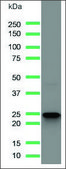 Anti-CD3 antibody, Rabbit monoclonal recombinant, expressed in proprietary host, clone SP162, affinity isolated antibody