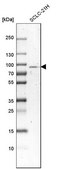 Anti-SCLT1 antibody produced in rabbit Prestige Antibodies&#174; Powered by Atlas Antibodies, affinity isolated antibody, buffered aqueous glycerol solution
