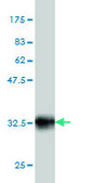 Monoclonal Anti-POU3F2 antibody produced in mouse clone 6F6, purified immunoglobulin, buffered aqueous solution