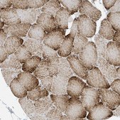 Anti-PERM1 antibody produced in rabbit Prestige Antibodies&#174; Powered by Atlas Antibodies, affinity isolated antibody, buffered aqueous glycerol solution