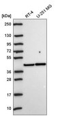 Anti-PRKACA antibody produced in rabbit Prestige Antibodies&#174; Powered by Atlas Antibodies, affinity isolated antibody
