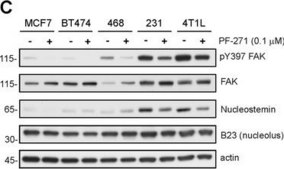 Anti-FAK Antibody Upstate&#174;, from rabbit