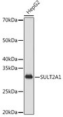 Anti-SULT2A1 Antibody, clone 4A3H6, Rabbit Monoclonal