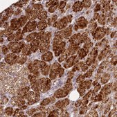 Anti-CHCHD2 antibody produced in rabbit Prestige Antibodies&#174; Powered by Atlas Antibodies, affinity isolated antibody, buffered aqueous glycerol solution