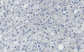 Anti-Flotillin 1 Antibody, clone 1F12-L1 ZooMAb&#174; Rabbit Monoclonal recombinant, expressed in HEK 293 cells