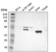 Anti-PON1 antibody produced in rabbit Prestige Antibodies&#174; Powered by Atlas Antibodies, affinity isolated antibody, buffered aqueous glycerol solution