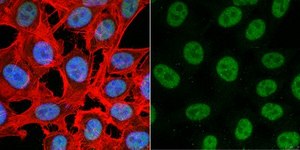 Anti-TATA-Binding-Protein Antibody ascites fluid, Chemicon&#174;