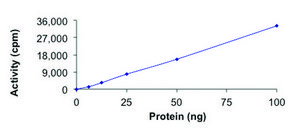 KAT2A (GCN5), active, GST tagged human recombinant, expressed in baculovirus infected Sf9 cells, ≥70% (SDS-PAGE), buffered aqueous glycerol solution