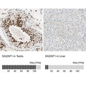 Anti-DAZAP1 antibody produced in rabbit Ab1, Prestige Antibodies&#174; Powered by Atlas Antibodies, affinity isolated antibody, buffered aqueous glycerol solution