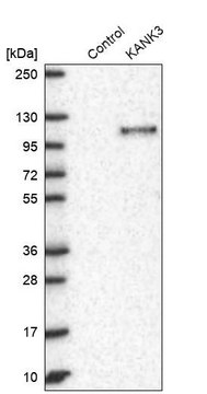 Anti-KANK3 antibody produced in rabbit Prestige Antibodies&#174; Powered by Atlas Antibodies, affinity isolated antibody, buffered aqueous glycerol solution