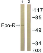 Anti-EPO-R antibody produced in rabbit affinity isolated antibody
