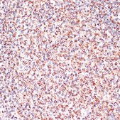 Anti-Caspase 9 antibody produced in rabbit