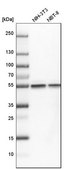 Anti-TUBB antibody produced in rabbit Prestige Antibodies® Powered by Atlas Antibodies, affinity isolated antibody, buffered aqueous glycerol solution