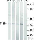 Anti-TISB antibody produced in rabbit affinity isolated antibody