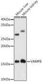 Anti-VAMP8 Antibody, clone 5H9S4, Rabbit Monoclonal