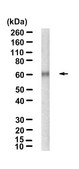Anti-Nur77/NR4A1 Antibody, clone 1F2 ZooMAb® Rabbit Monoclonal recombinant, expressed in HEK 293 cells