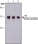 Anti-V5 antibody produced in rabbit IgG fraction of antiserum