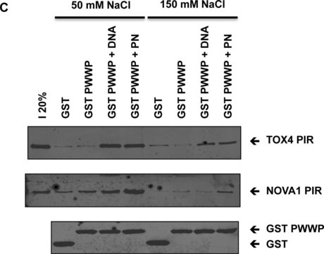 Monoclonal Anti-polyHistidine antibody produced in mouse clone HIS-1, ascites fluid