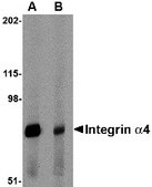 Anti-Integrin alpha 4 antibody produced in rabbit affinity isolated antibody