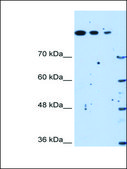 Anti-SETD2 antibody produced in rabbit IgG fraction of antiserum