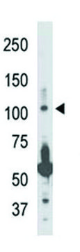 ANTI-NIK (CENTER) antibody produced in rabbit IgG fraction of antiserum, buffered aqueous solution