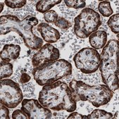Monoclonal Anti-TUFM antibody produced in mouse Prestige Antibodies&#174; Powered by Atlas Antibodies, clone CL2245, purified immunoglobulin, buffered aqueous glycerol solution
