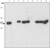 Monoclonal Anti-ZFP36/TTP antibody produced in mouse clone TTP6, tissue culture supernatant