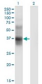 Monoclonal Anti-IL2RA antibody produced in mouse clone 1D6, purified immunoglobulin, buffered aqueous solution
