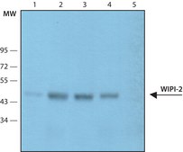 Anti-WIPI-2 antibody produced in rabbit ~1.0&#160;mg/mL, affinity isolated antibody