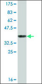 Monoclonal Anti-BHMT2, (N-terminal) antibody produced in mouse clone 1E8, ascites fluid