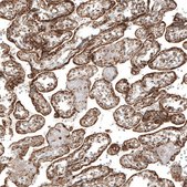 Anti-MB21D1 antibody produced in rabbit Prestige Antibodies&#174; Powered by Atlas Antibodies, affinity isolated antibody, buffered aqueous glycerol solution