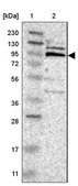 Anti-RASAL2 antibody produced in rabbit Prestige Antibodies&#174; Powered by Atlas Antibodies, affinity isolated antibody, buffered aqueous glycerol solution, Ab2