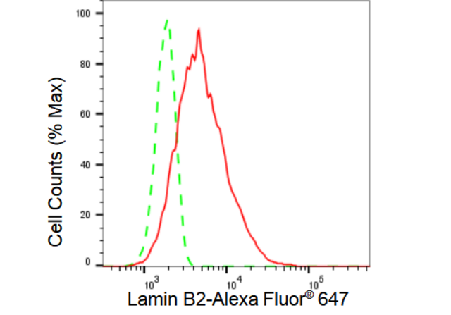 KD-Validated Anti Lamin B2 Antibody, clone 23GB2605, Rabbit Monoclonal clone 23GB2605, recombinant rabbit monoclonal, expressed in HEK293 cells