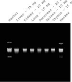 GenElute&#8482; Mammalian Genomic DNA Miniprep Kits sufficient for 10&#160;purifications