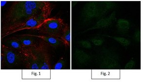 Anti-P40 Antibody, clone 11F12.1, Alexa Fluor&#8482; 488 clone 11F12.1, from mouse, ALEXA FLUOR&#8482; 488