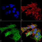 Monoclonal Anti-Gfap - Rpe antibody produced in mouse clone S206A-8, purified immunoglobulin