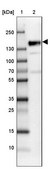 Anti-SRRM1 antibody produced in rabbit Prestige Antibodies&#174; Powered by Atlas Antibodies, affinity isolated antibody, buffered aqueous glycerol solution
