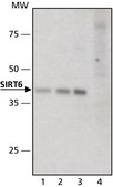 Anti-Sirt6 (N-terminal) antibody produced in rabbit ~1&#160;mg/mL, affinity isolated antibody, buffered aqueous solution