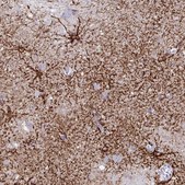 Monoclonal Anti-AQP4 antibody produced in mouse Prestige Antibodies&#174; Powered by Atlas Antibodies, clone CL0178, purified immunoglobulin, buffered aqueous glycerol solution
