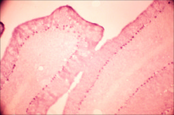 Anti-Glutamate Receptor NMDAR1 (NR1) antibody produced in rabbit affinity isolated antibody, buffered aqueous solution