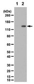 Anti-phospho-SRPK2 (Ser494) Antibody from rabbit, purified by affinity chromatography