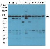 Anti-Rab11-FIP1/RCP Antibody from rabbit, purified by affinity chromatography